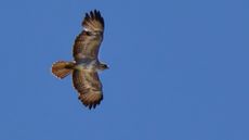 Mäusebussard (16).jpg